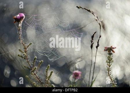 Spinnennetz auf Glockenheide (Erica Tetralix), Theikenmeer Naturschutzgebiet, Werlte, Emsland, Niedersachsen, Deutschland Stockfoto