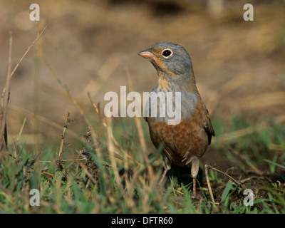 Cretzschmar Bunting (Emberiza Caesia), Lesbos, Nord Ägäis, Griechenland Stockfoto