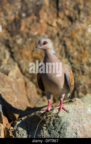 Turteltaube (Streptopelia Turtur), Lesbos, Nord Ägäis, Griechenland Stockfoto