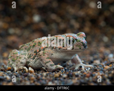 Grüne Kröte (Bufo Viridis), Lesbos, Nord Ägäis, Griechenland Stockfoto