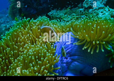 Rosa Skunk Clownfische (Amphiprion Perideraion) in einem herrlichen Seeanemone oder Ritteri Anemone (Heteractis Magnifica), Raja Ampat Stockfoto