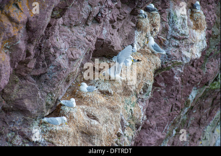 Schwarz-legged Kittiwake (Rissa Tridactyla, Larus Tridactyla) nisten auf einer Klippe, Dunbar, Schottland, Vereinigtes Königreich Stockfoto