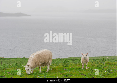 Schafe, Schaf und Lamm auf einer Weide, Kilmarie, Isle Of Skye, innere Hebriden, Schottland, Vereinigtes Königreich Stockfoto