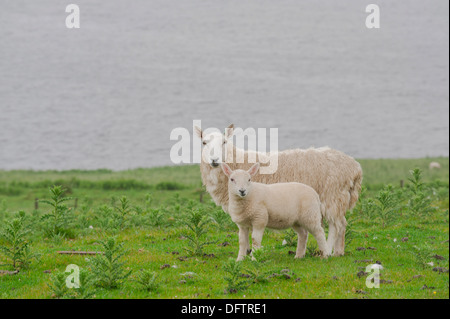 Schafe, Schaf und Lamm stehend auf einer Weide, Kilmarie, Isle Of Skye, innere Hebriden, Schottland, Vereinigtes Königreich Stockfoto