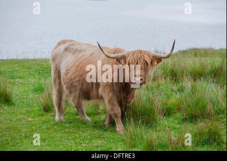 Schottische Hochlandrinder auf einer Weide von der Meer, Dunvegan, Isle Of Skye, innere Hebriden, Schottland, Vereinigtes Königreich Stockfoto