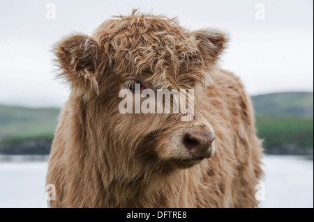 Schottische Hochlandrinder, Kalb, Dunvegan, Isle Of Skye, innere Hebriden, Schottland, Vereinigtes Königreich Stockfoto