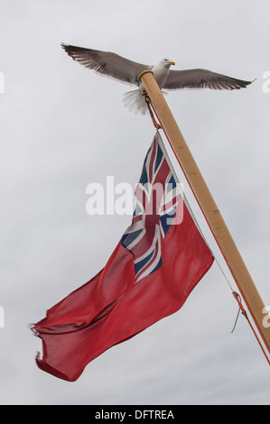 Europäische Silbermöwe (Larus Argentatus) Landung auf eine Fahnenstange mit einer Fahne von der britischen Handelsmarine, Craignure, Isle of Mull Stockfoto