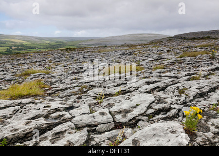 Karge Landschaft mit Felsen, Burren National Park, County Clare, Irland Stockfoto