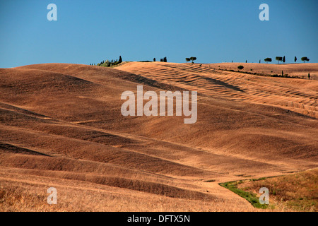 Tuscany d ' Orcia Feld gold gelben Stoppeln Stockfoto