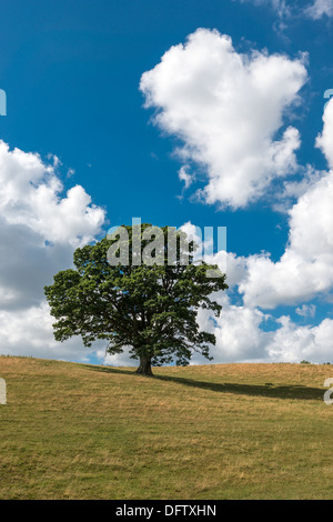 EICHE IM HOCHSOMMER AUF RASEN BEDECKT HÜGEL MIT BLAUEM HIMMEL UND WEIßEN WOLKEN UK HOCHFORMAT Stockfoto