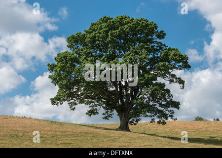 EICHE IM HOCHSOMMER AUF RASEN BEDECKT HÜGEL MIT BLAUEM HIMMEL UND WEIßEN WOLKEN UK Stockfoto