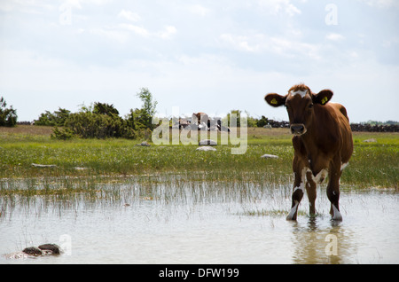 Durstig junge Kuh Stockfoto
