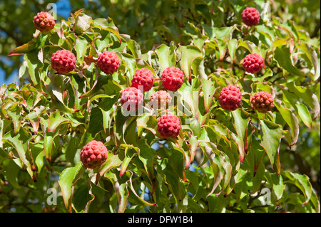 Reife Früchte der Kousa Hartriegel Baum Herbst Zeit Stockfoto