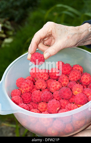 Ernte der reifen Früchte die Kousa Hartriegel Baum Frau Hand sortieren die Frucht zur Vorbereitung für das Gelee machen Stockfoto