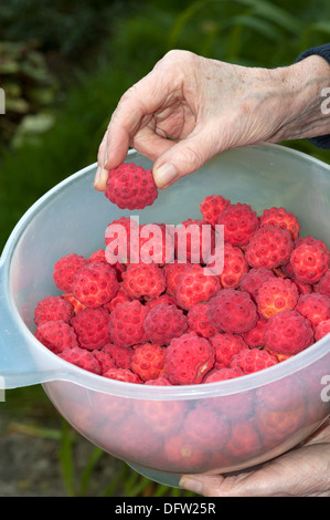 Ernte der reifen Früchte die Kousa Hartriegel Baum Frau Hand sortieren die Frucht zur Vorbereitung für das Gelee machen Stockfoto