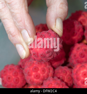 Ernte der reifen Früchte die Kousa Hartriegel Baum Frau Hand sortieren die Frucht zur Vorbereitung für das Gelee machen Stockfoto