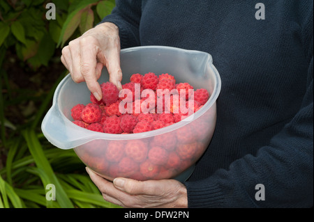 Ernte der reifen Früchte die Kousa Hartriegel Baum Frau Hand sortieren die Frucht zur Vorbereitung für das Gelee machen Stockfoto