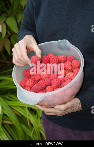 Ernte der reifen Früchte die Kousa Hartriegel Baum Frau Hand sortieren die Frucht zur Vorbereitung für das Gelee machen Stockfoto