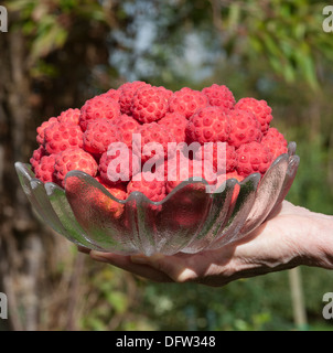 Frisch gepflückten Früchte des Baumes Kousa Hartriegel in eine Glasschüssel Stockfoto