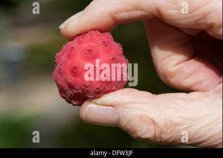 Ernte der reifen Früchte die Kousa Hartriegel Baum Frau Hand sortieren die Frucht zur Vorbereitung für das Gelee machen Stockfoto