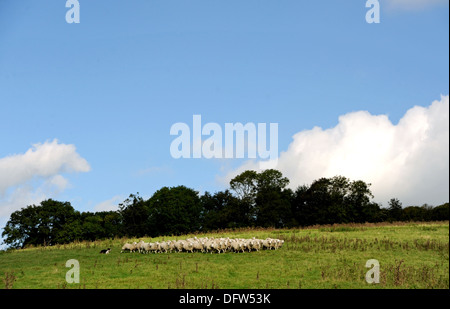 Schaf Herde Weiden mit Schäferhund in Feld Saddlescombe Farm Devils Dyke Brighton UK Stockfoto