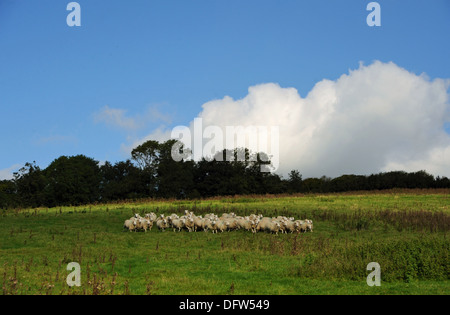 Schaf Herde Weiden im Bereich auf Saddlescombe Farm Devils Dyke Brighton UK Stockfoto