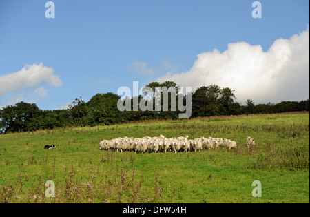 Schaf Herde Weiden mit Schäferhund in Feld Saddlescombe Farm Devils Dyke Brighton UK Stockfoto