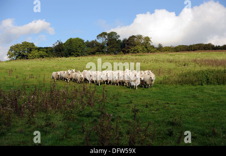 Schaf Herde Weiden im Bereich auf Saddlescombe Farm Devils Dyke Brighton UK Stockfoto