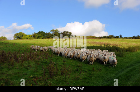 Schaf Herde Weiden im Bereich auf Saddlescombe Farm Devils Dyke Brighton UK Stockfoto