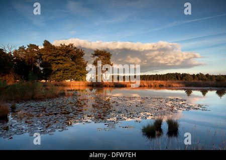 Sonnenuntergang Sonne über wilde See mit Seerosen, Nationalpark Dwingelderveld, Niederlande Stockfoto