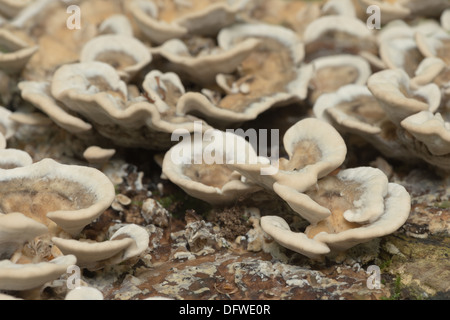 Erde-Fan Pilz auf stumpf Bolus von Fäulnis Birke im englischen Wald Stockfoto