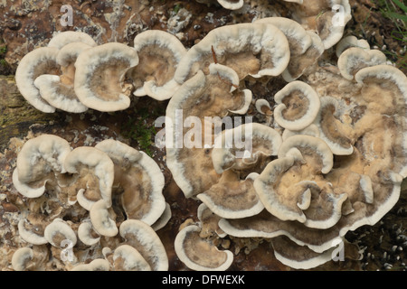 Erde-Fan Pilz auf stumpf Bolus von Fäulnis Birke im englischen Wald Stockfoto