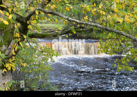 Herbstfärbung bei Wain Wath Kraft auf dem Fluß Swale Swaledale Yorkshire Dales UK Stockfoto