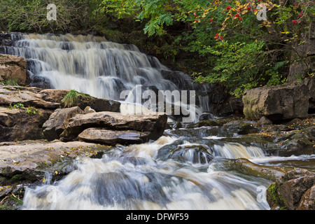 Untere East Gill fällt im Herbst Swaledale Yorkshire Dales UK Stockfoto