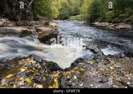 Das Treffen von den Wassern des Flusses Swale und Osten Gill Beck im Osten Gill Lower Falls in der Nähe von Keld Swaledale Yorkshire Dales UK Stockfoto