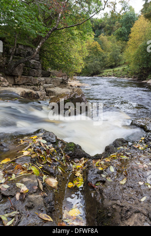 Der Blick flussabwärts Treffen der Fluß Senke und Osten Gill Beck im Osten Gill fällt im Herbst Keld Swaledale Yorkshire Dales UK Stockfoto