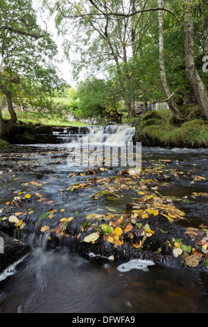 Die nahen Wasserfälle des Ostens Gill im Herbst Swaledale Yorkshire Dales UK Stockfoto