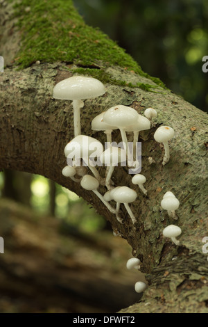 Porzellan-Pilz spezifisch für Buche Holz weiß und sehr glänzend schleimig Kappen auf tot umgestürzten Baum Holz weiß-spored Stockfoto