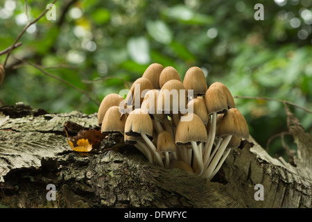 Gruppierten Woodlover einen gemeinsamen Wald Pilz Fruchtkörper aus Spalt in gefallenen Birkenbaum sprießen Stockfoto