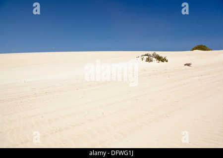 Dunas de Corralejo auf Fuerteventura, Wüste einige wie Sanddünen in der Nähe der Küste. Stockfoto