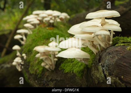 Porzellan-Pilz spezifisch für Buche Holz weiß und sehr glänzend schleimig Kappen auf tot umgestürzten Baum Holz weiß-spored Stockfoto