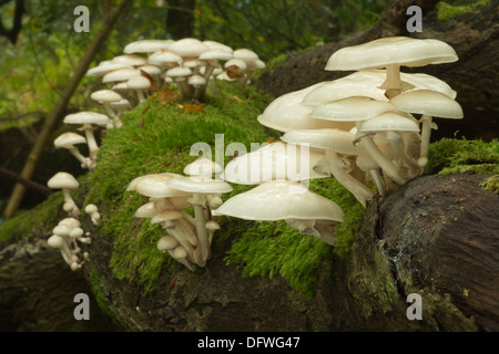 Porzellan-Pilz spezifisch für Buche Holz weiß und sehr glänzend schleimig Kappen auf tot umgestürzten Baum Holz weiß-spored Stockfoto