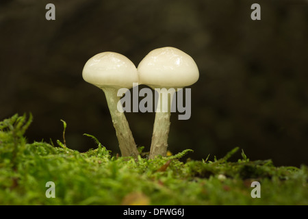 Porzellan-Pilz spezifisch für Buche Holz weiß und sehr glänzend schleimig Kappen auf tot umgestürzten Baum Holz weiß-spored Stockfoto