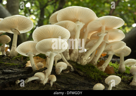 Porzellan-Pilz spezifisch für Buche Holz weiß und sehr glänzend schleimig Kappen auf tot umgestürzten Baum Holz weiß-spored Stockfoto