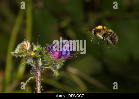 Gemeinsamen Carder Bumble Bee im Flug Stockfoto