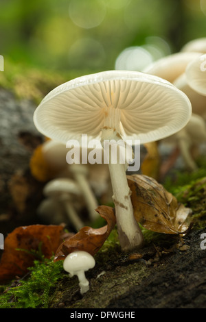 Porzellan-Pilz spezifisch für Buche Holz weiß und sehr glänzend schleimig Kappen auf tot umgestürzten Baum Holz weiß-spored Stockfoto