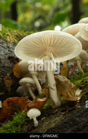 Porzellan-Pilz spezifisch für Buche Holz weiß und sehr glänzend schleimig Kappen auf tot umgestürzten Baum Holz weiß-spored Stockfoto