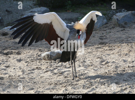 Grey gekrönter Kran (Balearica Regulorum) mit Flügeln Stockfoto