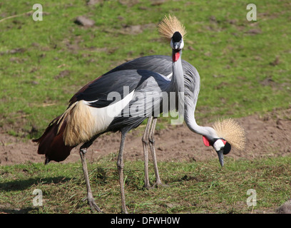 Zwei grau gekrönte Kräne (Balearica Regulorum), ein auf Nahrungssuche Stockfoto