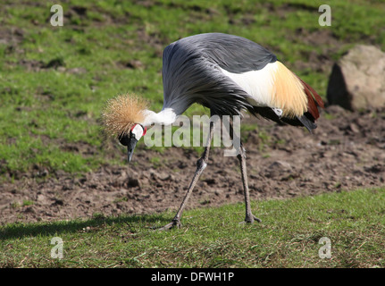 Nahrungssuche Grau gekrönter Kran (Balearica Regulorum) Stockfoto